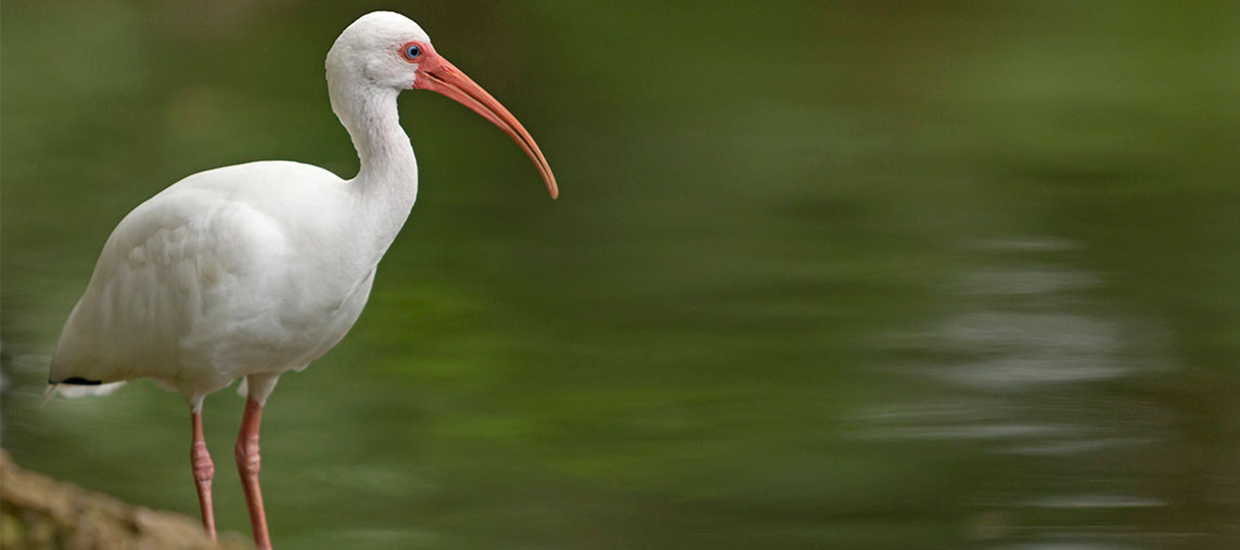 ibis-1240x550.png